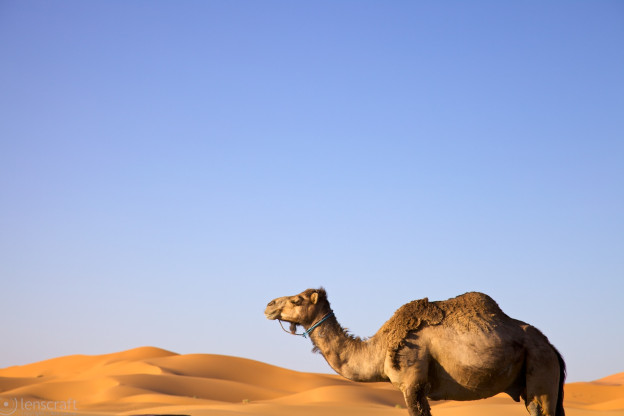 lone camel / erg chebbi, morocco