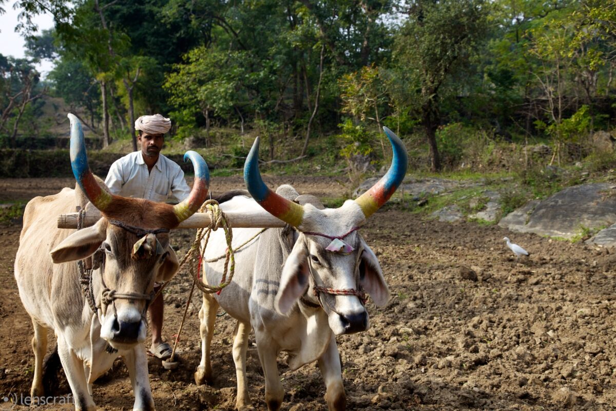 diwali horns / near kumbhalgarh, india