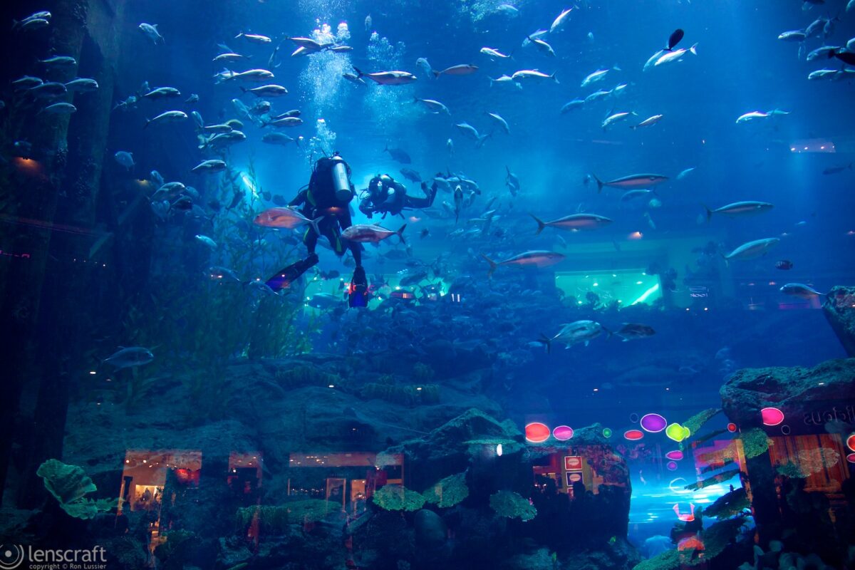aquarium / dubai mall, uae