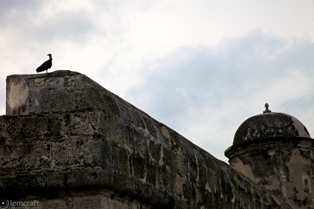 buitre & la muralla / cartagena, colombia