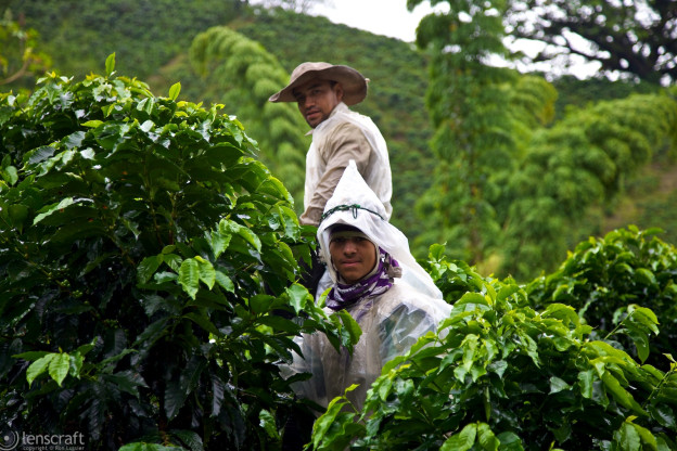 coffee pickers / manizales, colombia