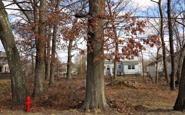 the woods where i played / bellingham, ma