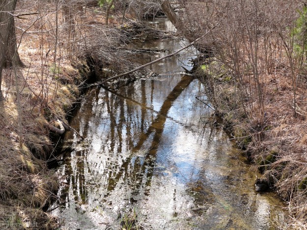 this is the creek where the cow gave birth / bellingham, ma