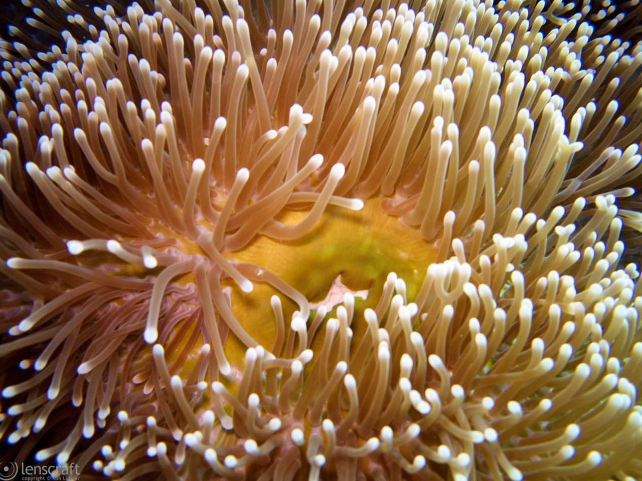 anemone / yap, micronesia