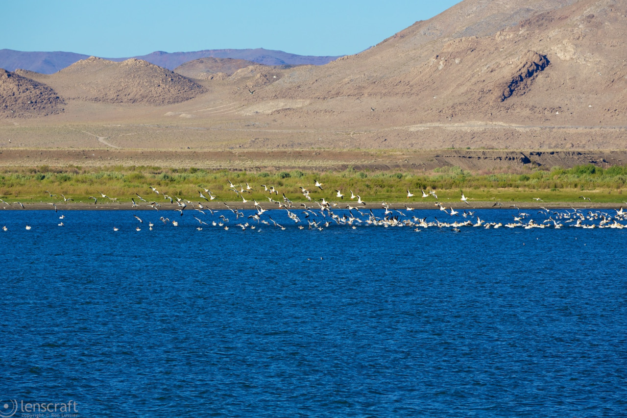 seagulls on pyramid lake / nevada