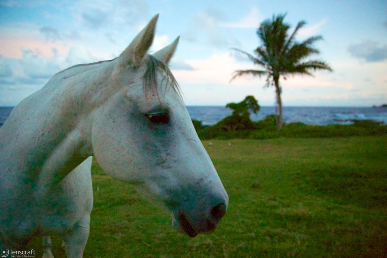 the old gray mare / hana, hawaii