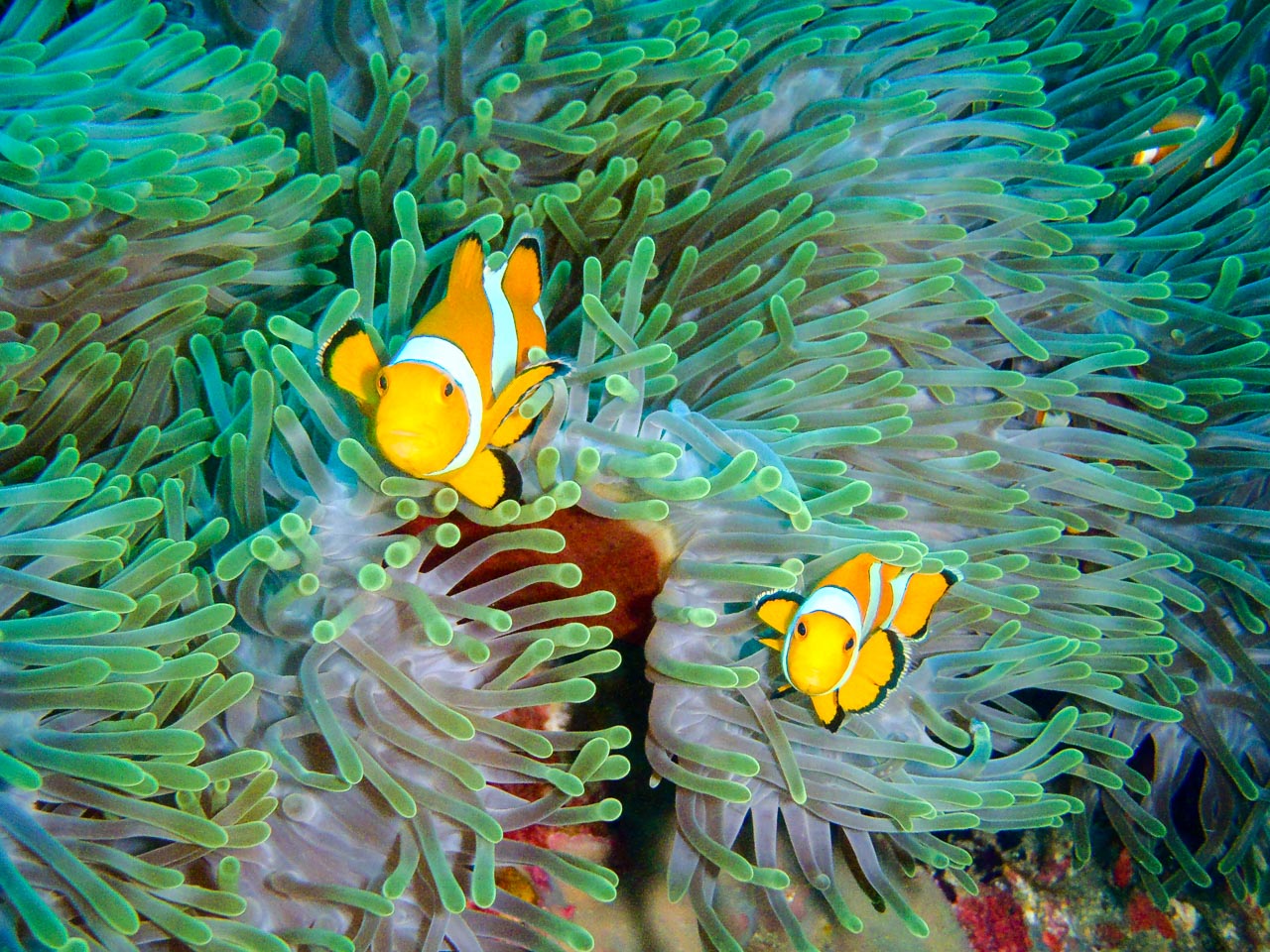 clownfish / andaman sea, thailand