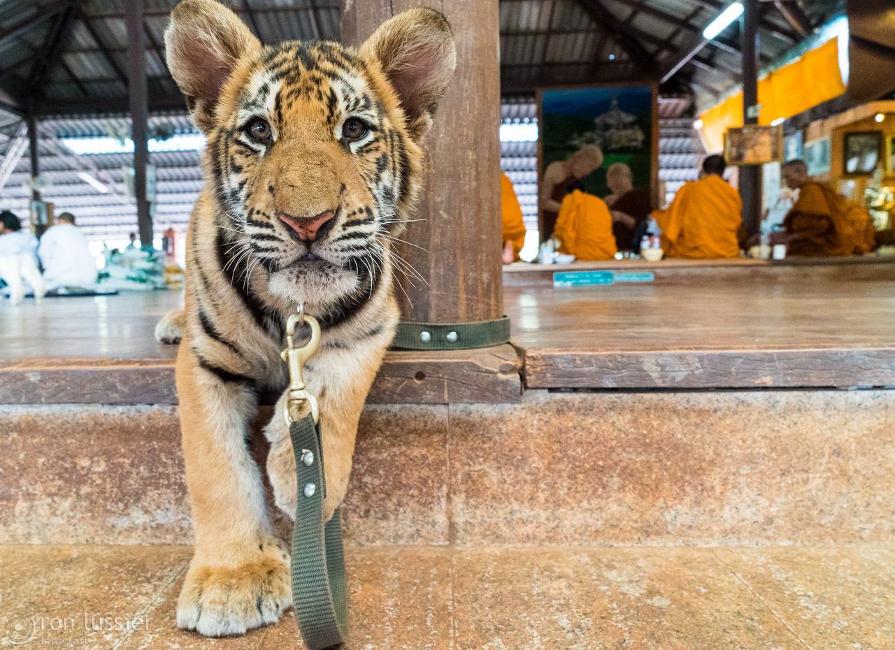 curious tiger cub / wat pha luang ta bua, kanchanaburi, thailand