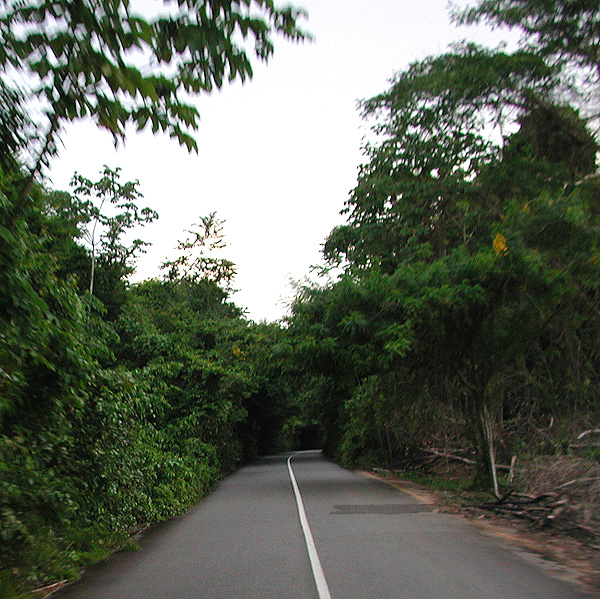 Driving through the jungle