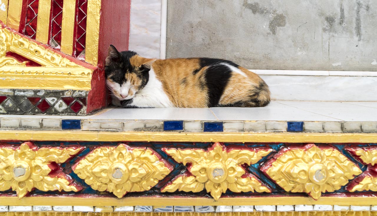 temple cat / patong, thailand